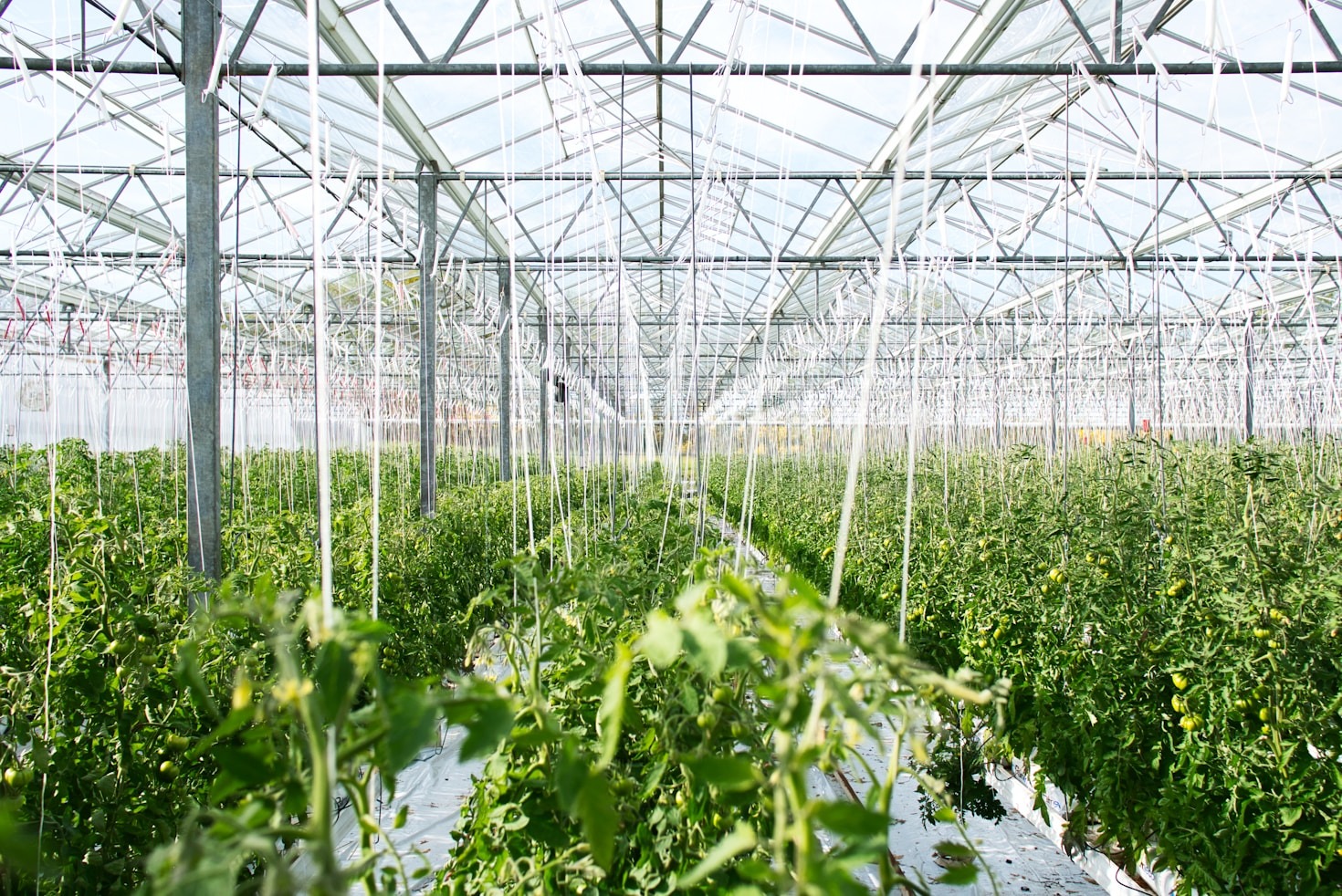 Sådan optimerer No-till din jord